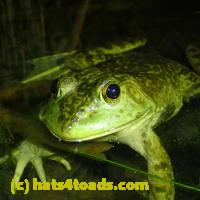 /home//u458753944/public_html/sourcegallery//////////////Frogs/More bullfrogs/P7060245.JPG